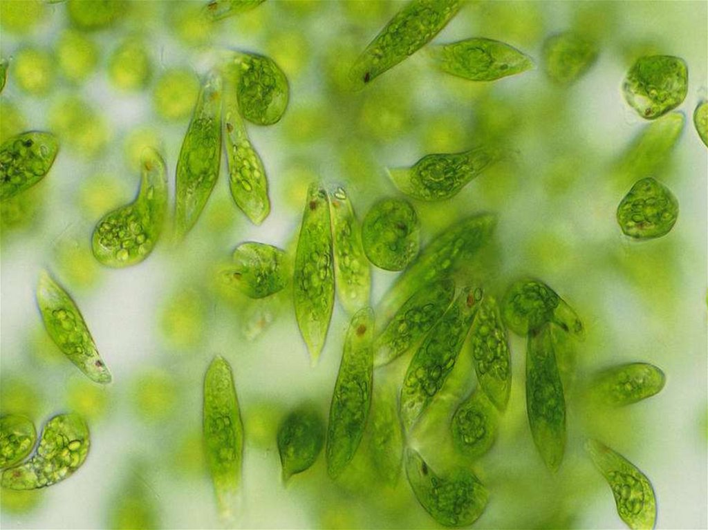Водоросли белок. Эвглена зеленая. Эвгленовые (Euglena, trachelomonas),. Эвглена водоросль. Эвглена зелёнаяводоросль.