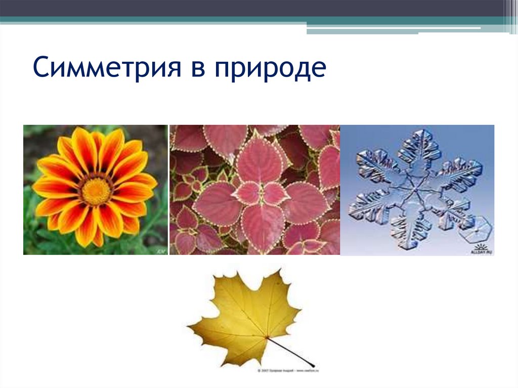 Симметрия в природе