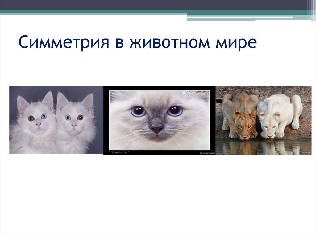 Симметрия в животном мире
