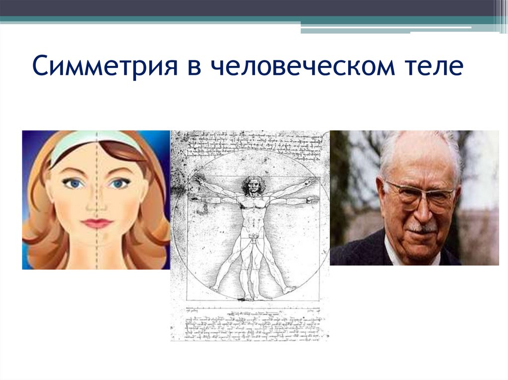 Симметрия в человеческом теле