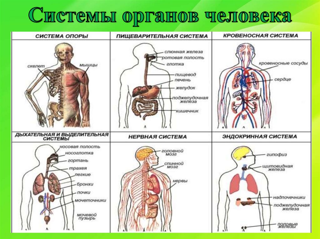 6 место человека