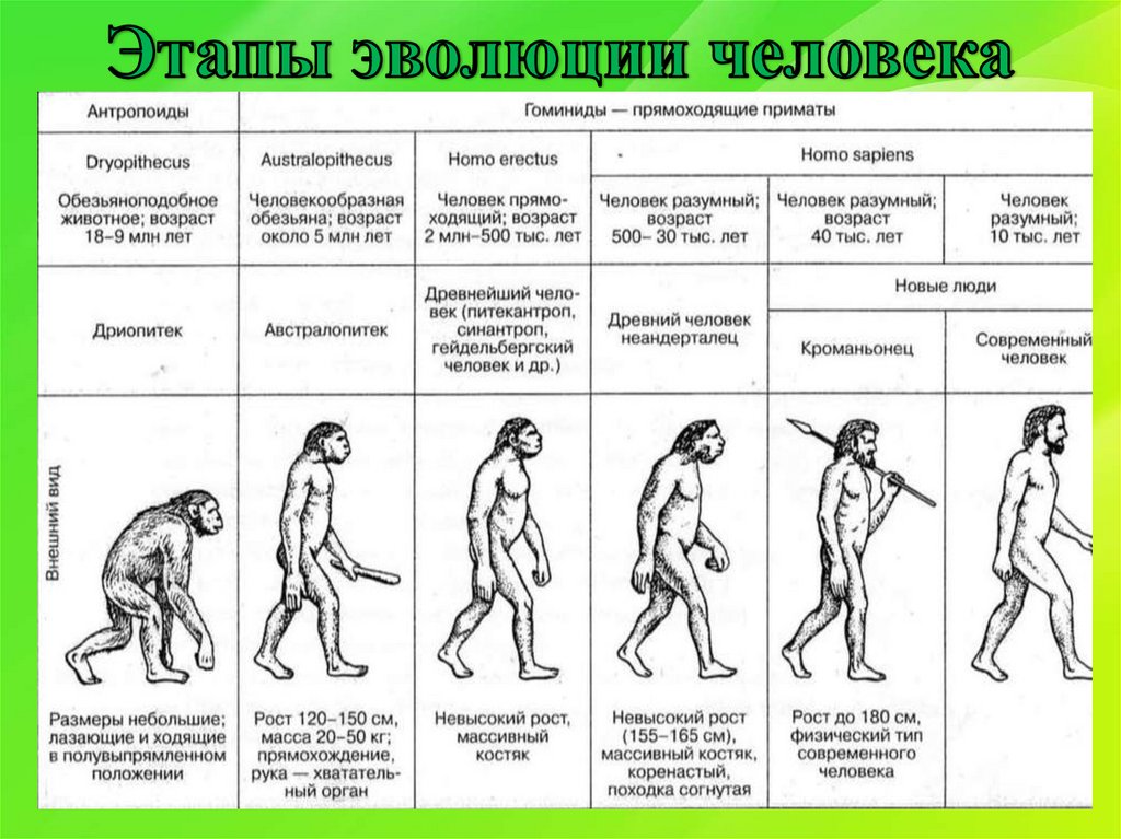 Тест по теме развитие человека. Этапы эволюции человека. Развитие человека этапы эволюции. Ступени развития человека. Эволюция предков человека.