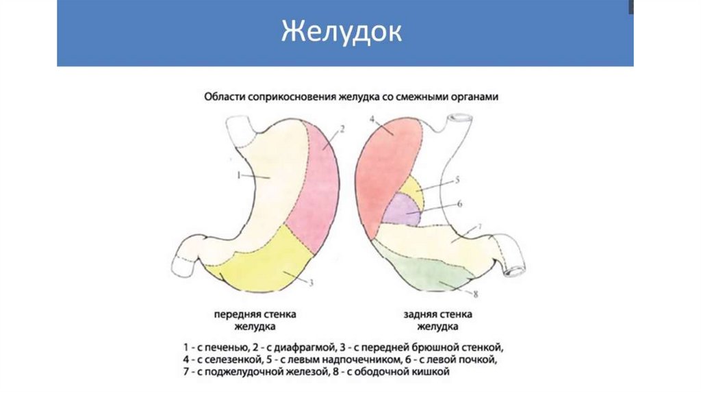 Какие отделы выделяют в желудке. Задняя стенка желудка латынь. Желудок анатомия латынь. Синтропия желудка анатомия. Передняя стенка желудка латынь.