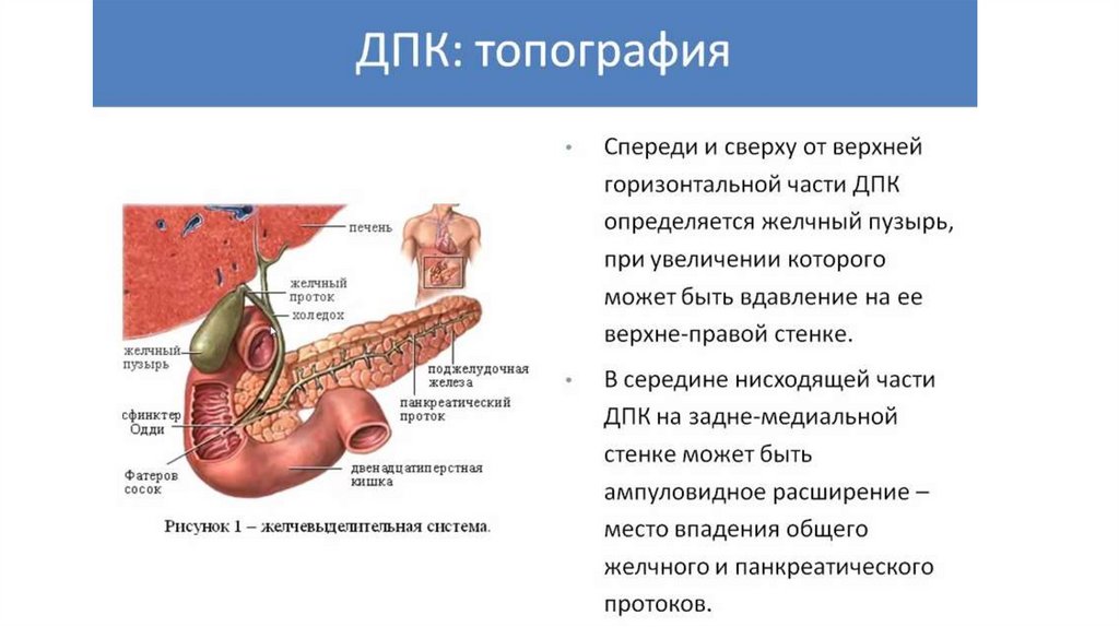 Рентгеноанатомия жкт презентация