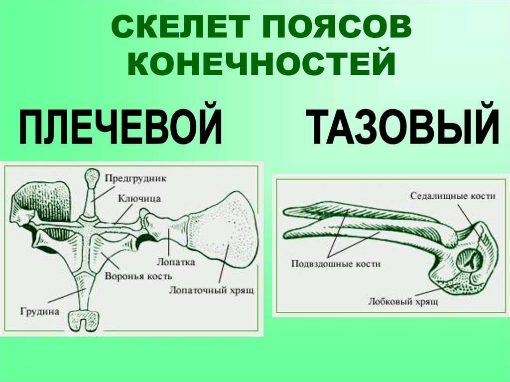Кости передней конечности земноводных. Пояс задних конечностей у земноводных. Скелет амфибий пояс передних конечностей. Скелет поясов конечностей. Пояса конечностей сформированы по типу.