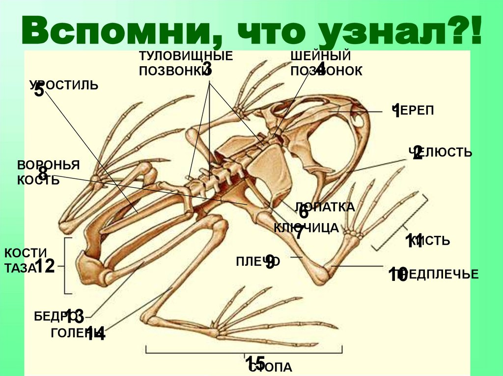 Туловищный отдел скелета. Коракоид Воронья кость функции. Скелет лягушки коракоиды. Скелет лягушки вороньи кости. Коракоид Воронья кость.