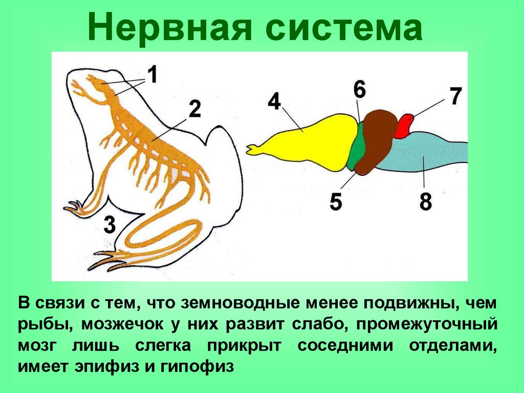 Функция головного мозга лягушки. Нервная система земноводные 7 класс биология. Нервная система земноводные амфибии. Нервная система земноводных схема. Строение нервной системы земноводных.