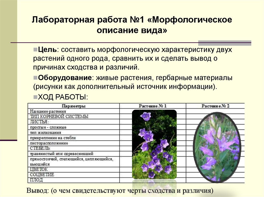 Черты сходства двух растений одного рода. Морфологические критерии по биологии. Вид и его критерии лабораторная работа.