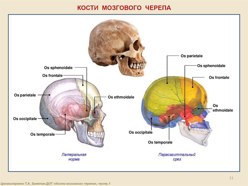 Костные ткани черепа. Кости мозгового черепа. Кости мозгового отдела черепа. Кости мозгового отдела черепа и их соединения. Мозговой череп.