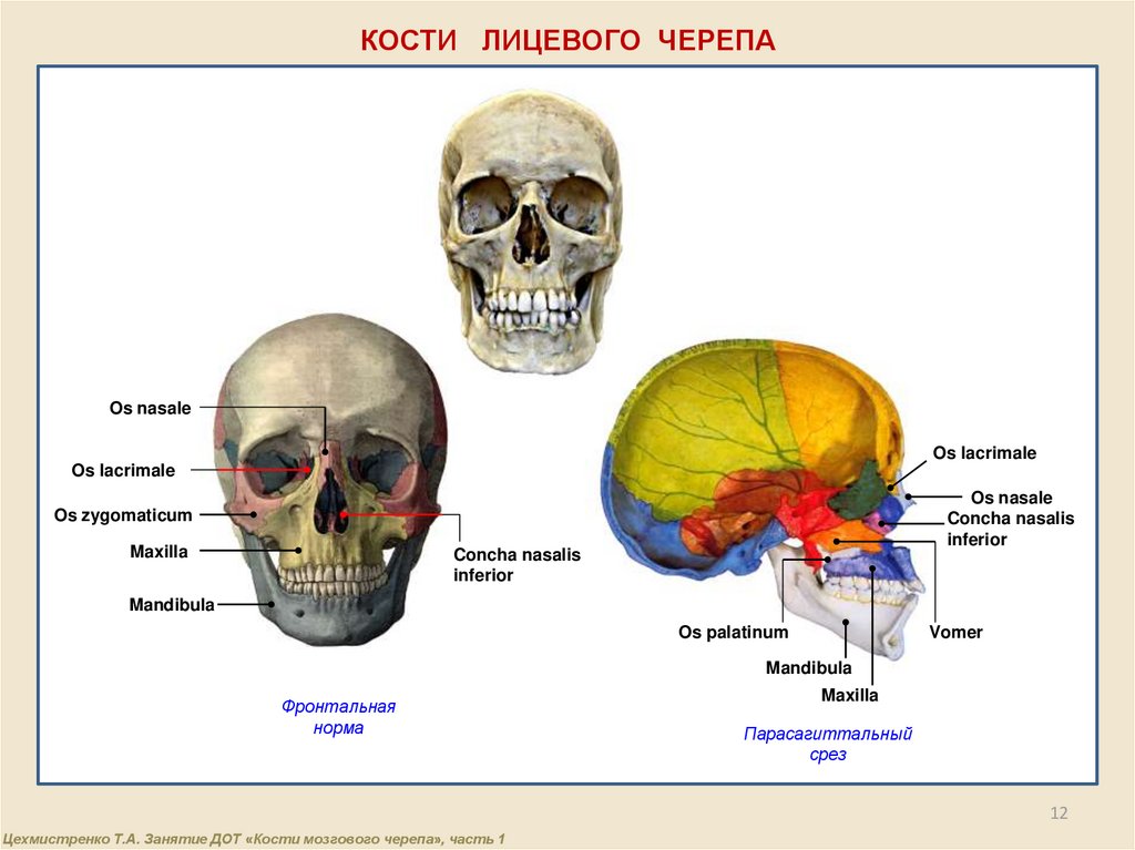 Носовая кость лицевого черепа. Лицевой отдел черепа анатомия. Кости лицевого черепа. Лицевая кость черепа. Кости мозговой части черепа.