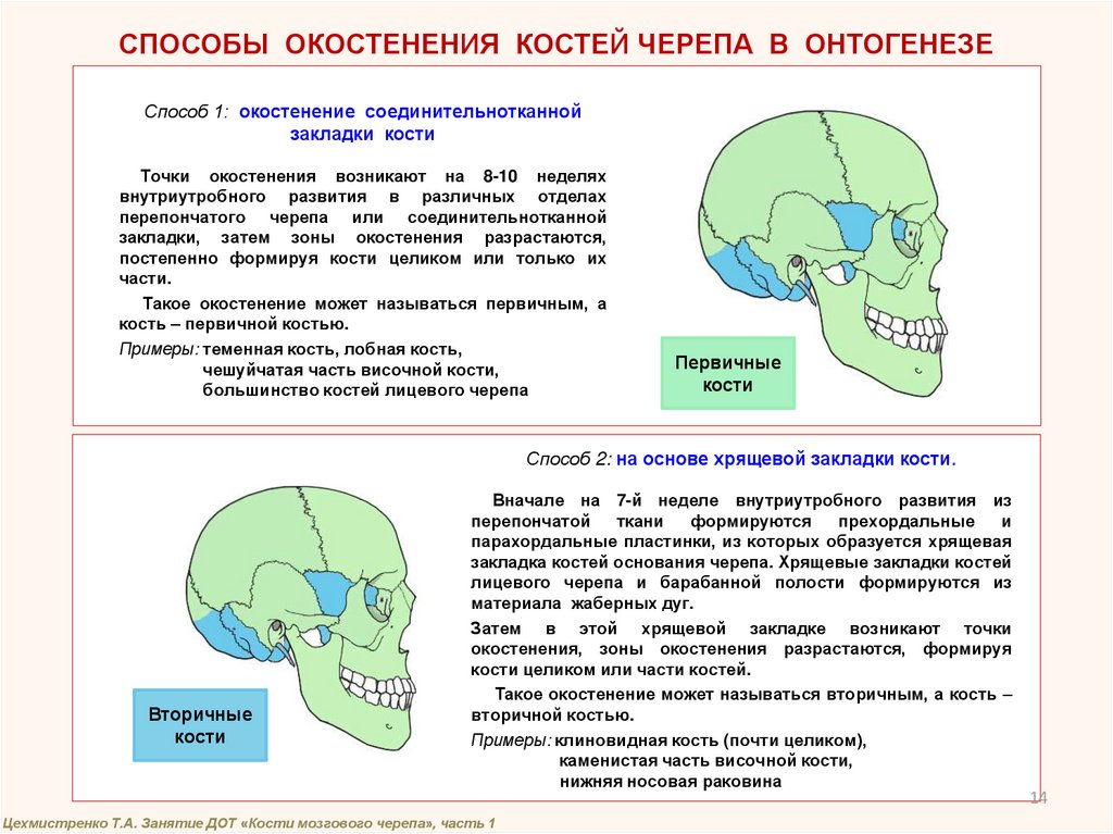 Череп тест с ответами. Сроки окостенения костей черепа. Способы окостенения костей черепа в онтогенезе. Развитие лицевого отдела черепа. Развитие костей мозгового и лицевого черепа.