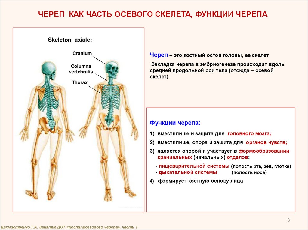 Костный мозг жидкость. Развитие костей мозгового черепа. Костной мозговой индекс. Мозговые кости подача. Мозговая кость продольная.
