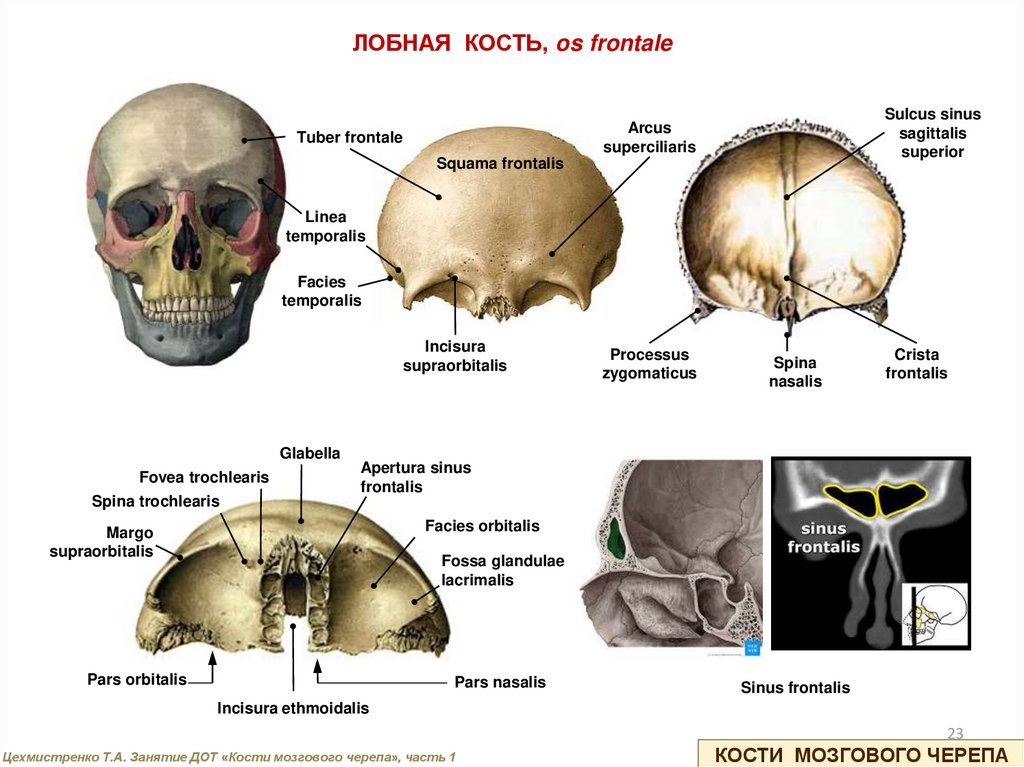 Лобные латынь. Строение лобной кости черепа человека анатомия. Лобная кость glabella. Лобная кость os frontale. Лобная кость спереди анатомия.