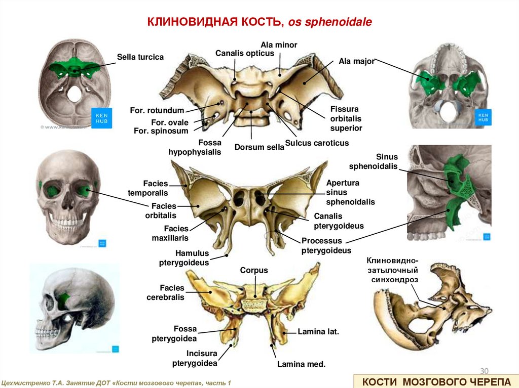 Клиновидная кость черепа рисунок