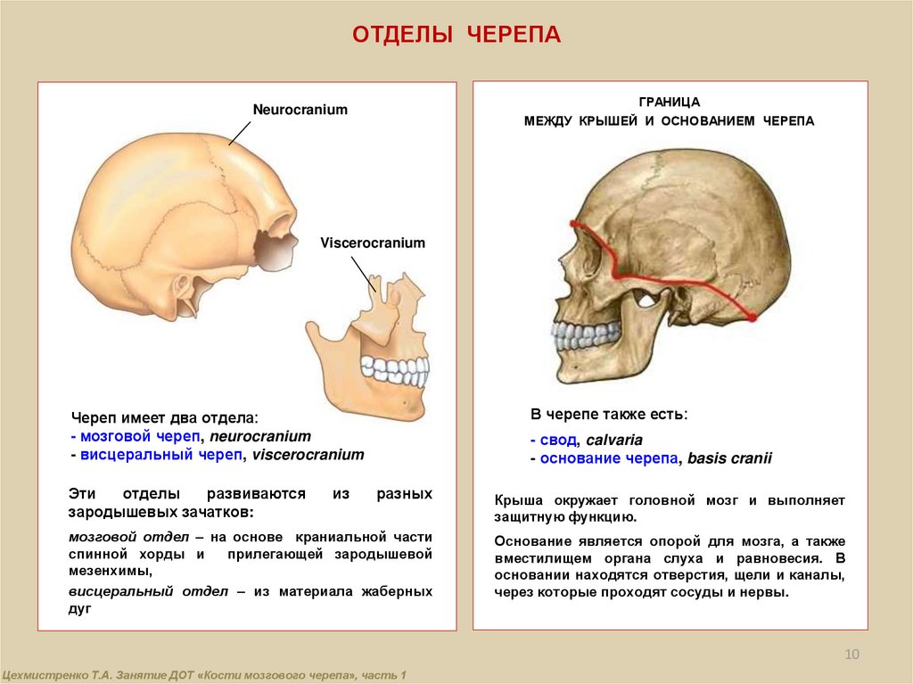 Мозговая лицевая часть черепа. Строение костей лицевого черепа. Кости лицевого отдела черепа анатомия. Мозговой отдел черепа. Части мозгового отдела черепа.