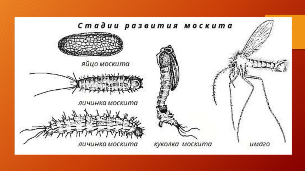 Личинка похожа на взрослую особь. Личинка москита рода Phlebotomus. Стадии развития москита. Жизненный цикл москита схема. Схема развития москитов.