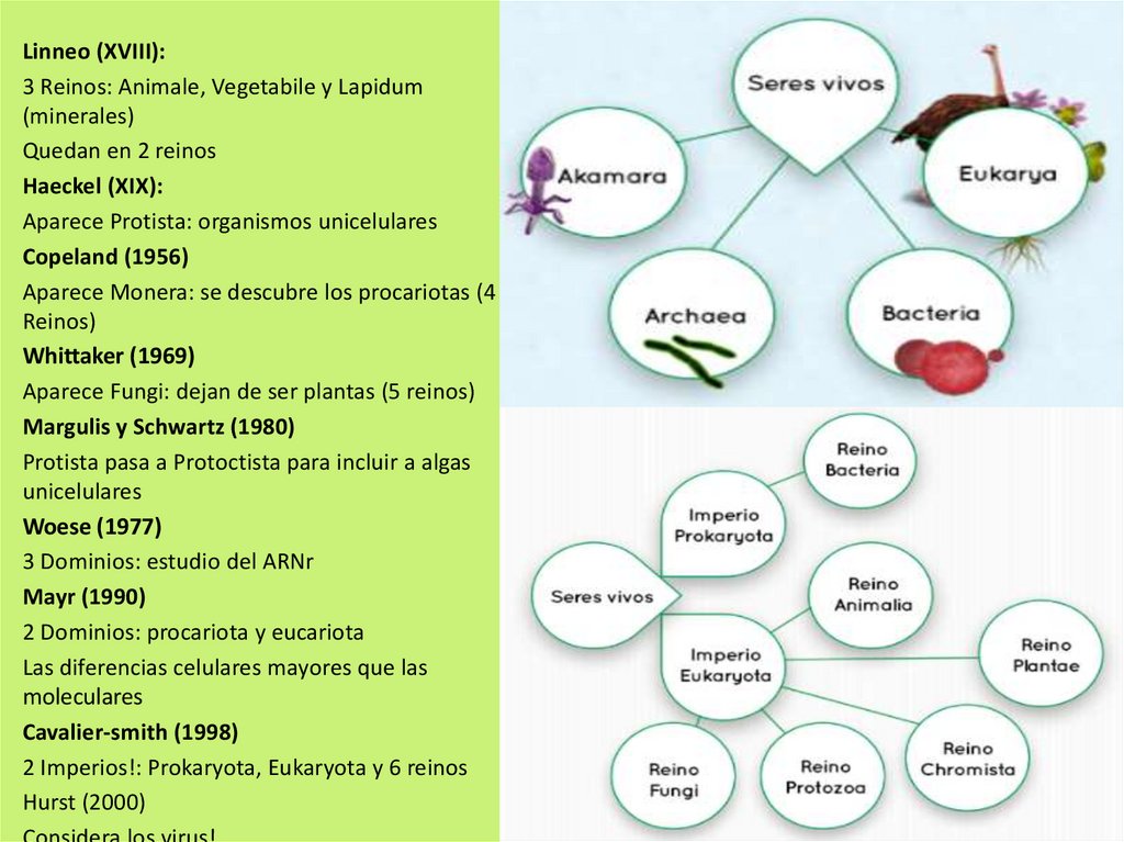 La Biodiversidad Y Clasificación De Los Seres Vivos. Tema 4 ...