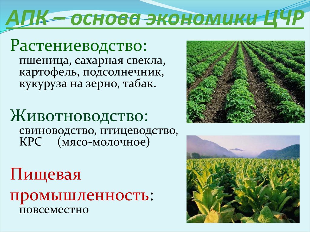 Основа растениеводства является. Растениеводство сахарная свекла. Сахарная свекла отрасль растениеводства.