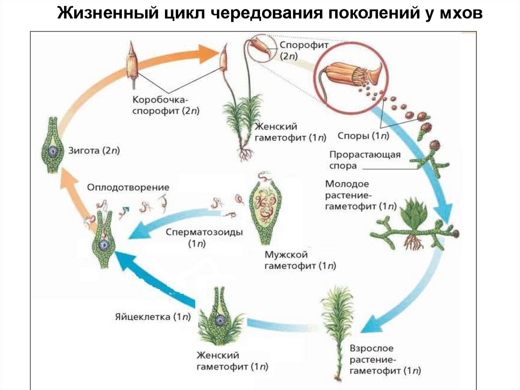 Жизненные циклы высших споровых. Жизненный цикл мхов мхов. Чередование поколений спорофита и гаметофита. Жизненные циклы растений гаметофит и спорофит. Чередование поколений у покрытосеменных растений.