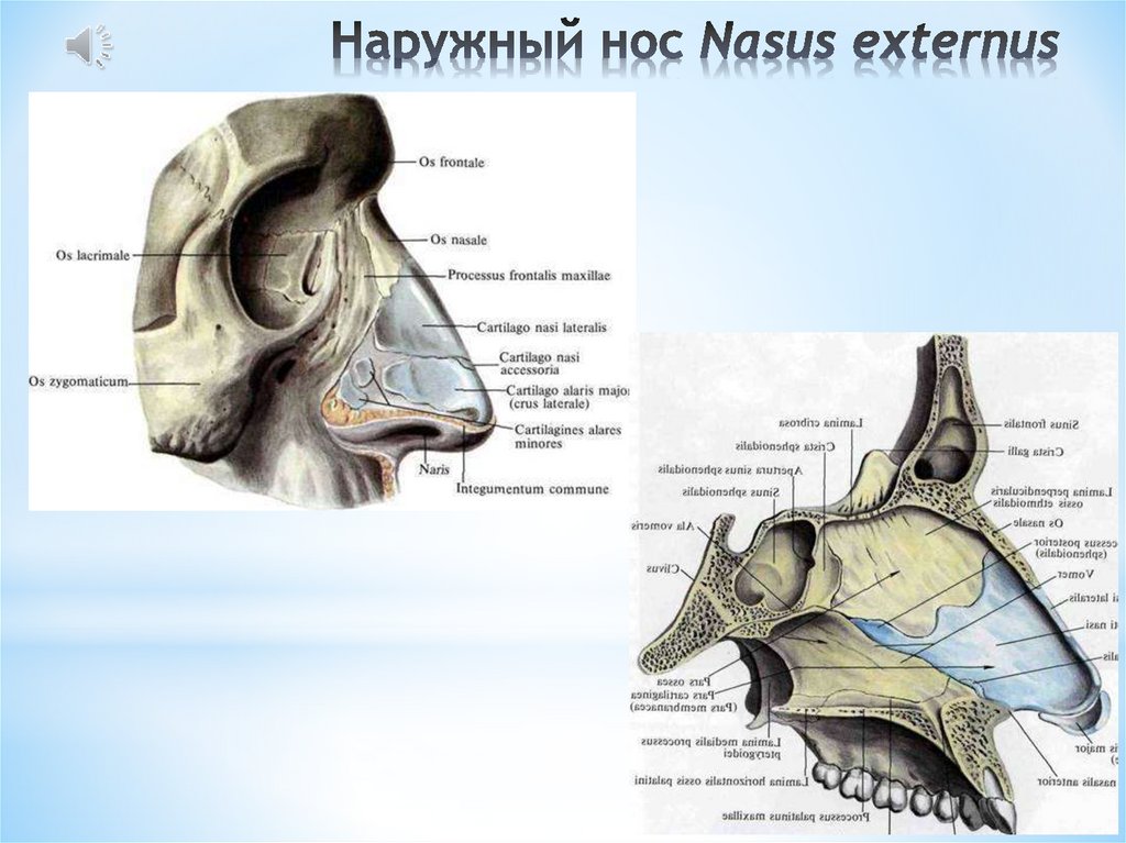Носовая анатомия. Кости носа анатомия человека. Наружный нос анатомия строение. Строение костей носа с хрящами. Строение носа сбоку.