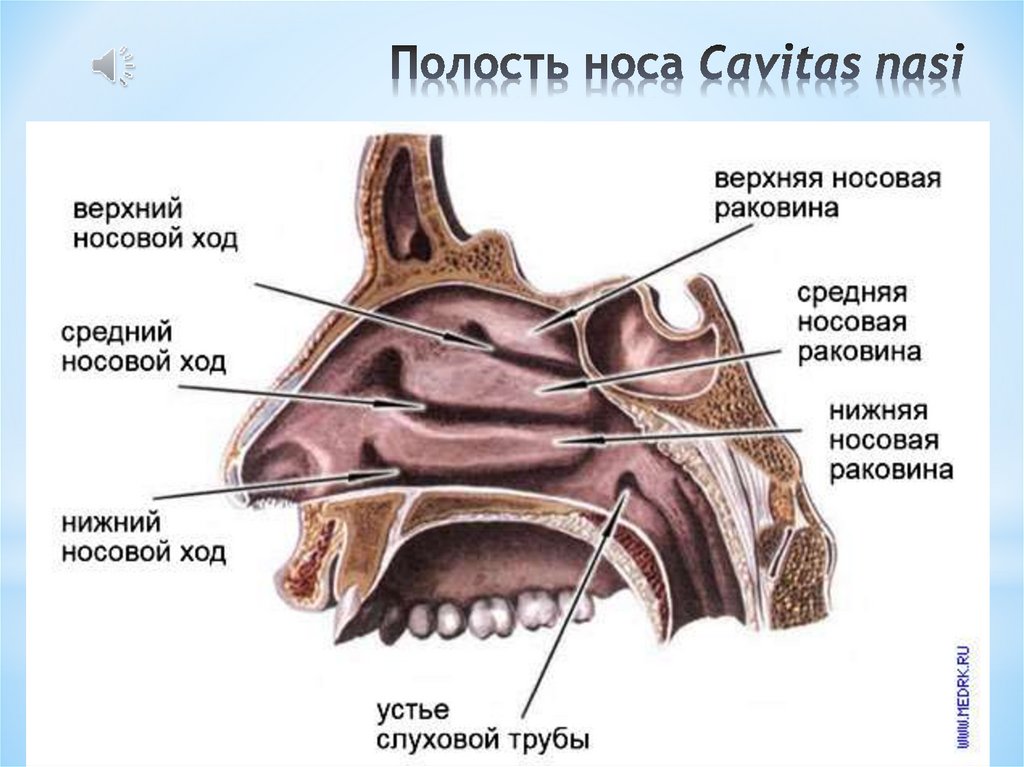 Полость носа анатомия презентация