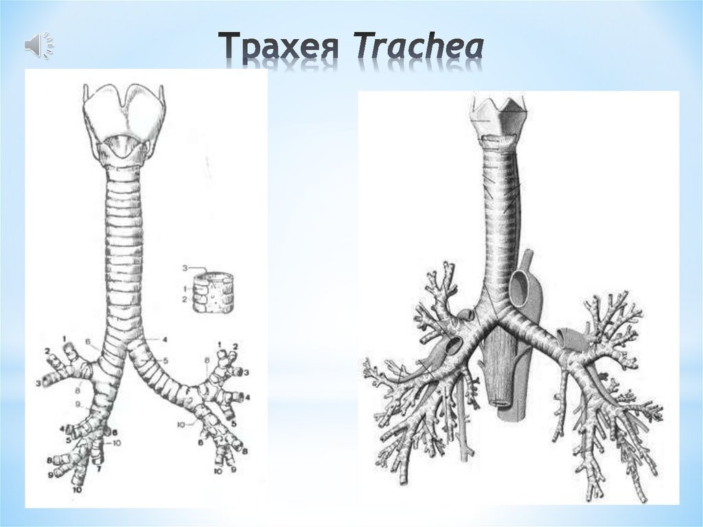 Трахея на картинке человека