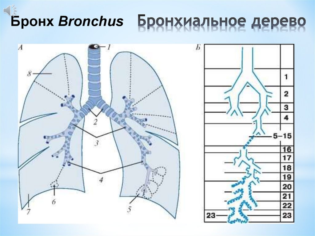 Бронхи схема строения