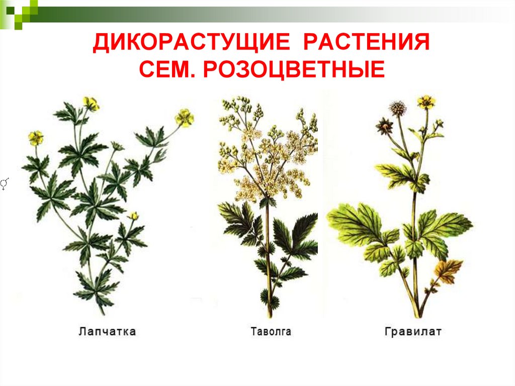 Дикая форма растений. Дикорастущие Розоцветные растения. Лекарственные дикорастущие растения названия. Розоцветные растения Дикие растения. Семейство Розоцветные дикорастущие растения.