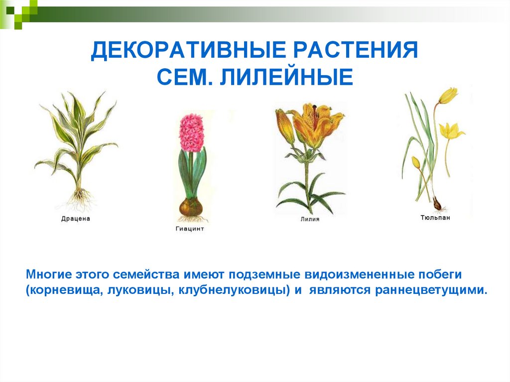 Примеры про растения. Растения семейства Лилейные. Семейство Лилейные представители декоративные. Луковичные цветы, семейства лилейных. Цветы названия семейство Лилейные.