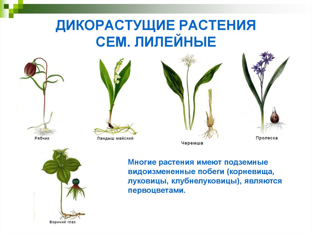 Примеры про растения. Дикорастущие растения семейства лилейных. Видоизменённые побеги лилейных. Лилейные растения дикорастущие растения. Побег лилейных.