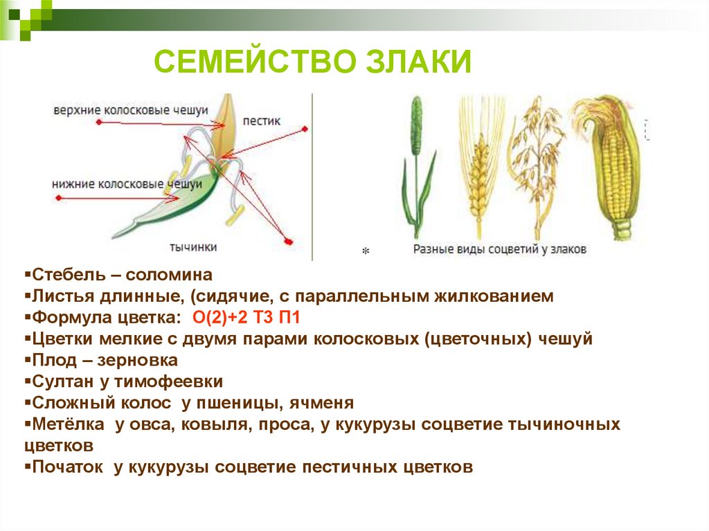 Строение класса однодольные. Семейство злаки Мятликовые плод. Строение цветков семейства злаковые. Формула цветка семейства злаки. Семейство злаки Мятликовые таблица.