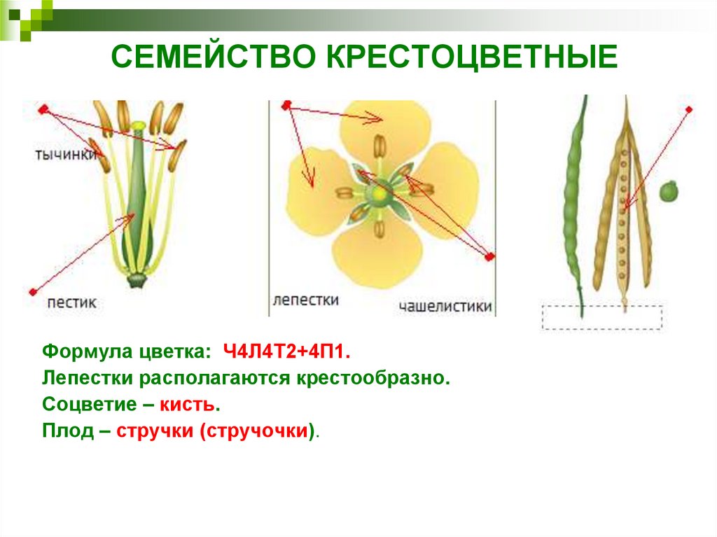 Диаграмма цветка крестоцветных