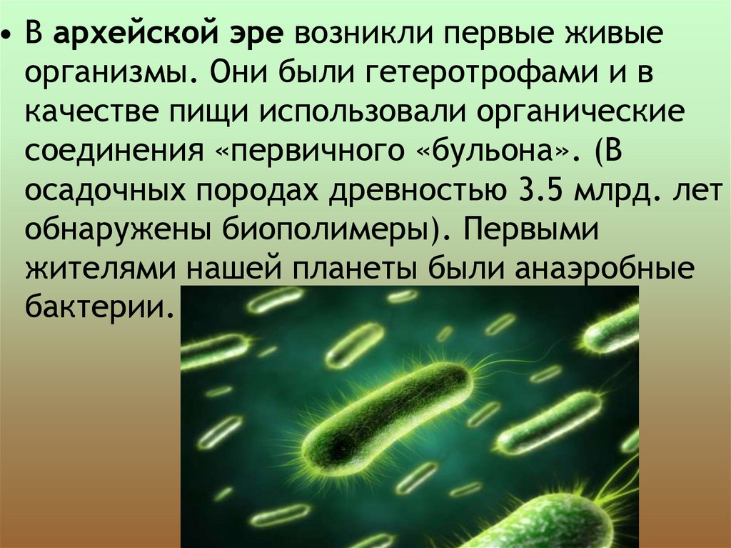 Появление фотосинтеза появление прокариот появление многоклеточных водорослей. Цианобактерии архейской эры. Первые живые организмы. Архей живые организмы. Первые живые организмы в архейской эре.