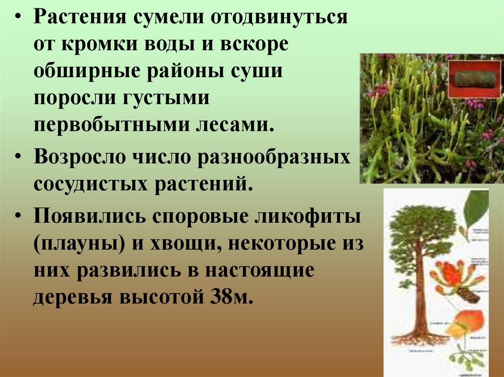Растительное происхождение биологическая. Появление растений. Возникновение растений. Возникновение растений на земле. Этапы эволюции растений.