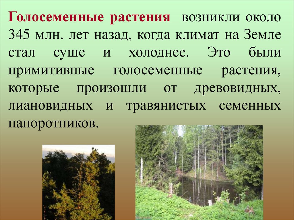 Древние голосеменные растения. Когда появились Голосеменные растения. Примитивные Голосеменные. Появление голосеменных растений. В какой эре появились Голосеменные растения.