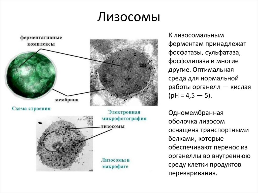 Лизосома рисунок и функции