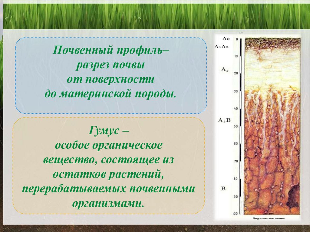 Органические свойства почвы
