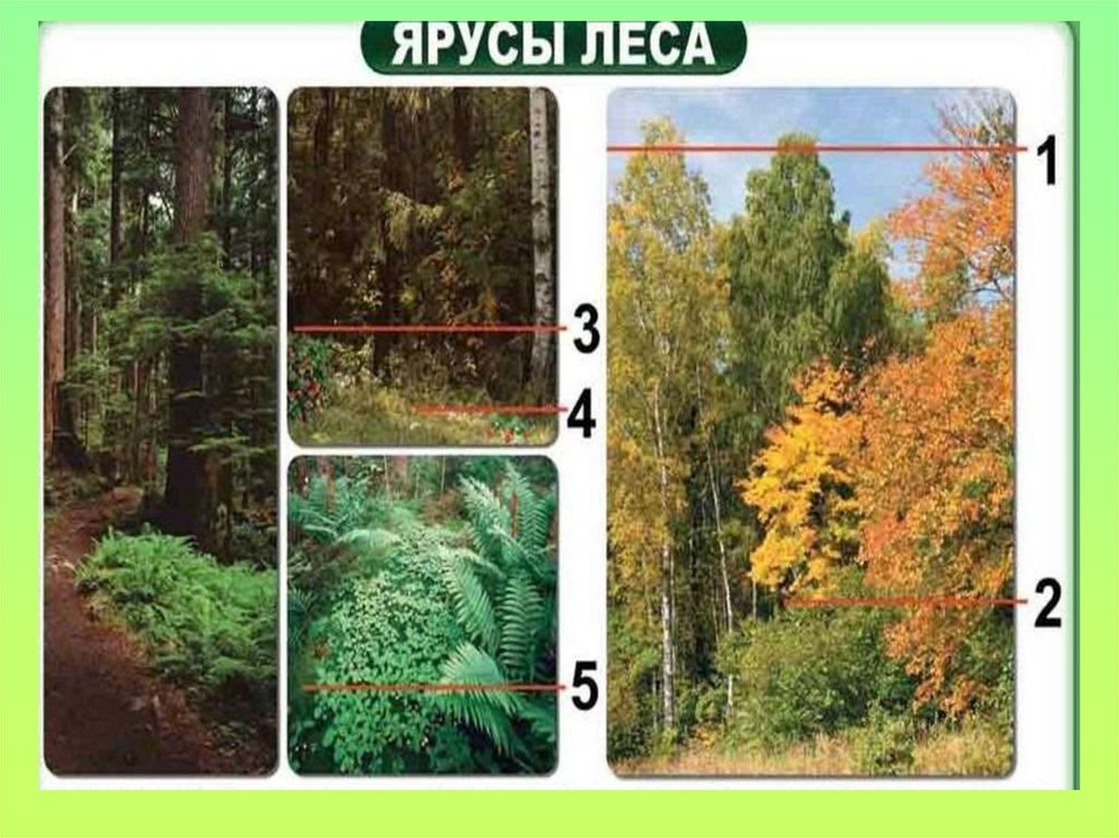 Состав лиственных лесов