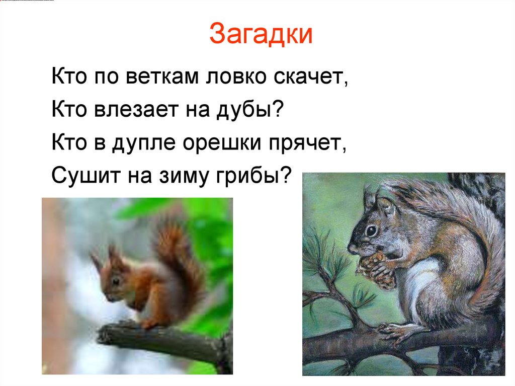 Загадки лежит молчит. Загадки кто прячет орехи в дупле. Загадка про дупло. По веткам скачет орешки прячет. Она ловко прыгает по веткам.