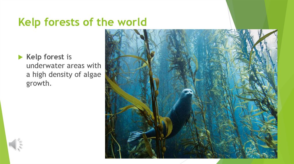 Kelp forests of the world