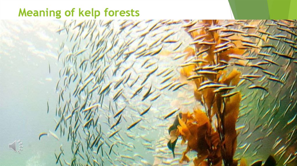 Meaning of kelp forests