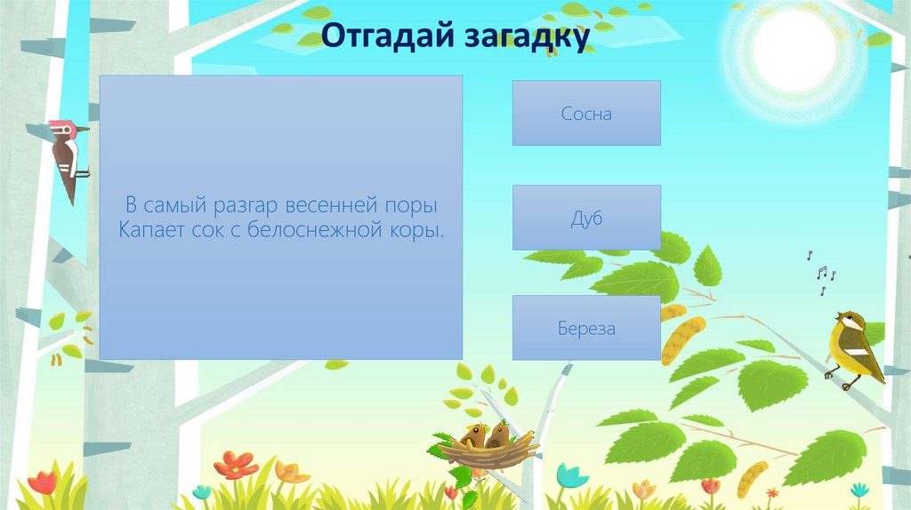 В самый разгар весенней поры Капает сок с белоснежной коры.