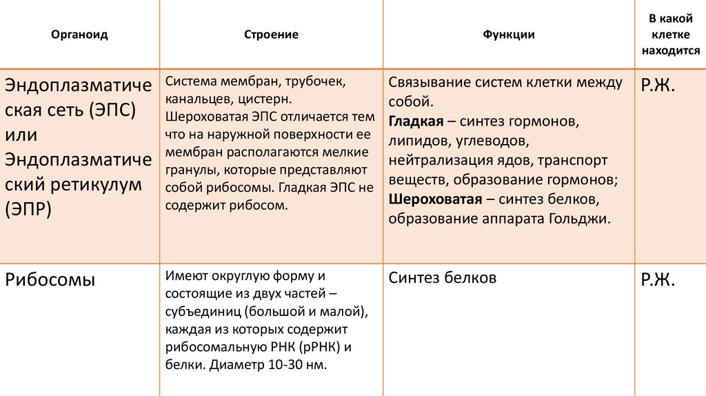 Строение клеток эукариот. Цитоплазма, ядро, одномембранные органеллы