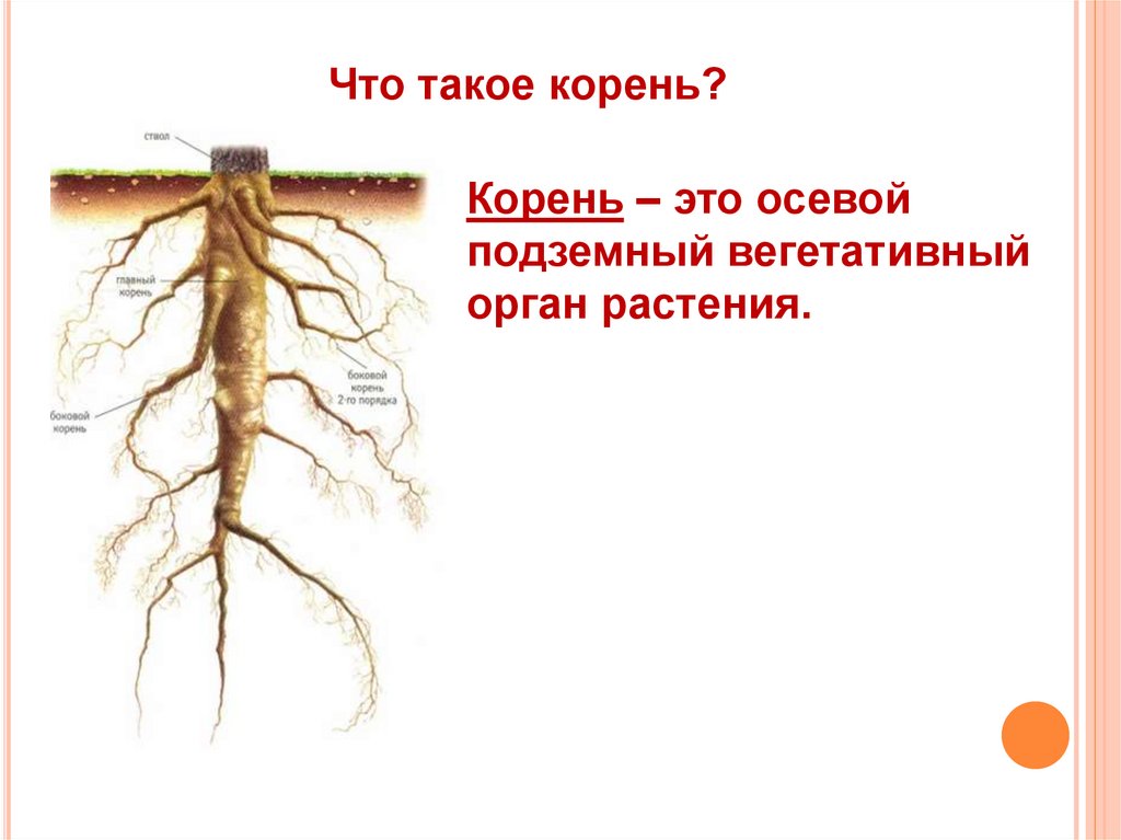 Корни 16 17. Подземные органы растений. Корень. Корень осевой вегетативный орган. Корни растений.