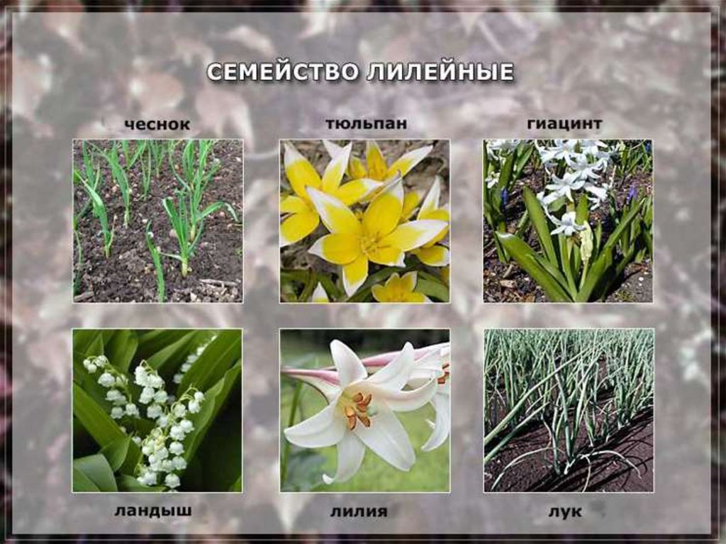 Три примера лилейных. Лилейные растения. Однодольные растения семейства Лилейные. Семейство Лилейные представители. Однодольные семейство Лилейные представители.