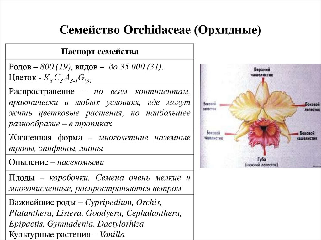 Диаграмма цветка орхидные