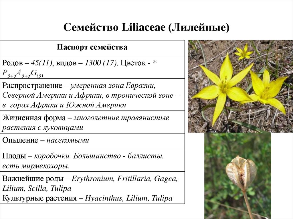 Общие признаки лилейных растений. Семейство Лилейные характеристика таблица. Однодольные растения семейства Лилейные.