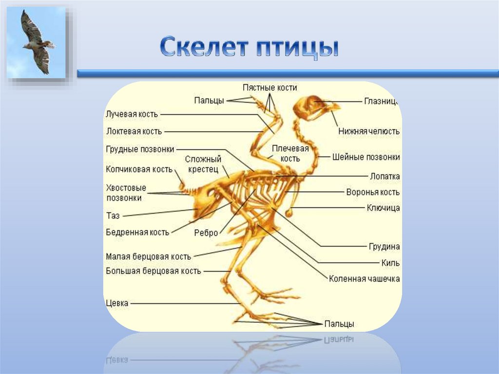 Скелет птиц приспособлен у птиц кости