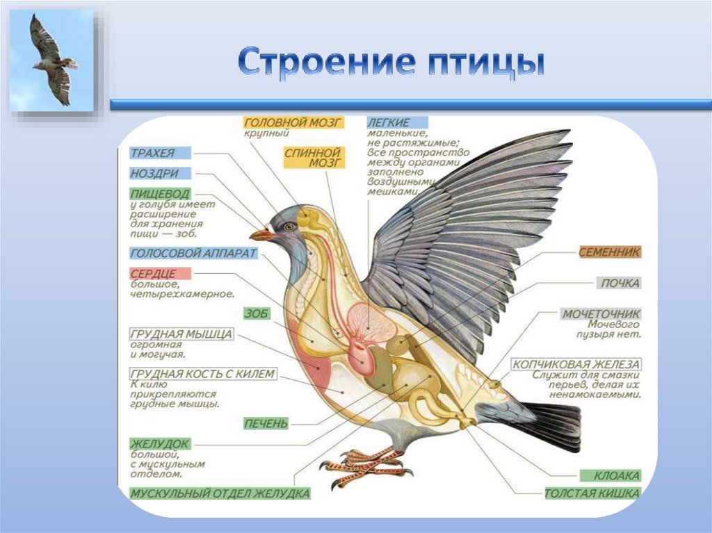 Тест по теме птицы 8 класс биология. Строение птицы. Анатомия птиц. Внутреннее строение птиц. Внутреннее строение птиц 7 класс.