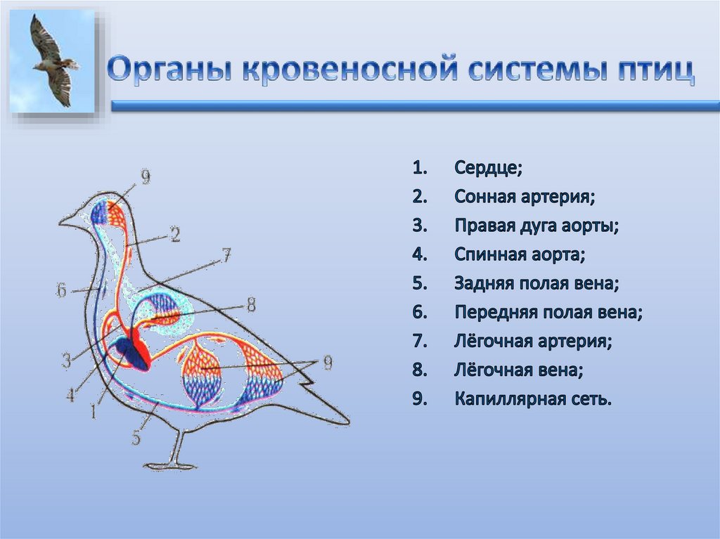 Кровеносная система птиц. Внутреннее строение птиц. Кровеносная система птиц схема. Кровеносная система птиц 7 класс.